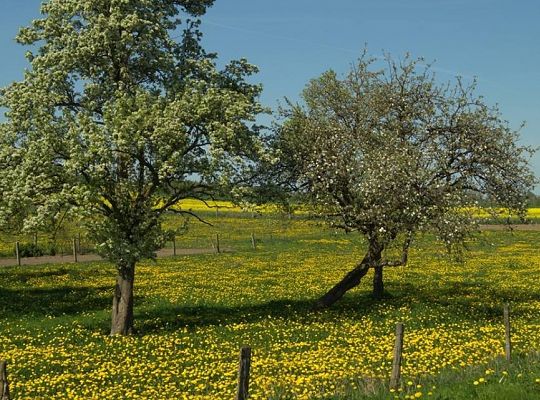 Pasieka "MIODY JAKUBOWE"