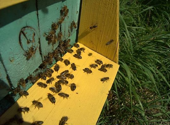 Pasieka "MIODY JAKUBOWE"