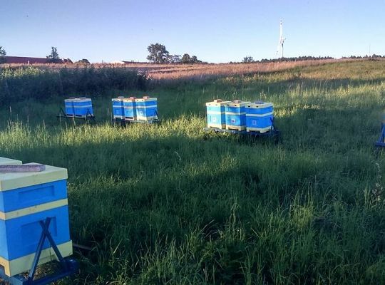 Nasze ule