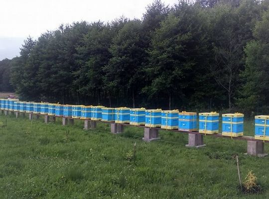 Nasze ule