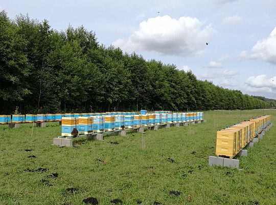 Nasze ule