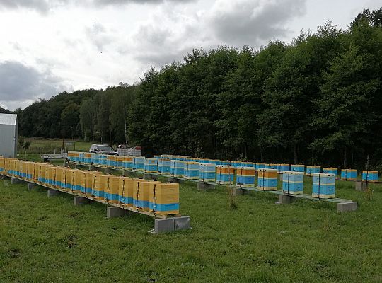 Nasze ule