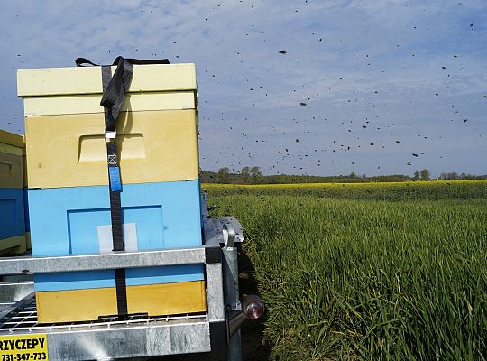 Wędrówka na pożytki