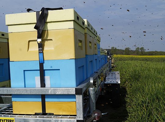 Wędrówka na pożytki