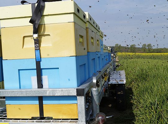 Wędrówka na pożytki