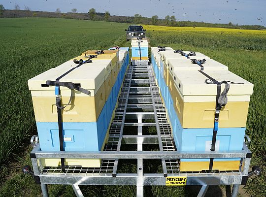 Wędrówka na pożytki