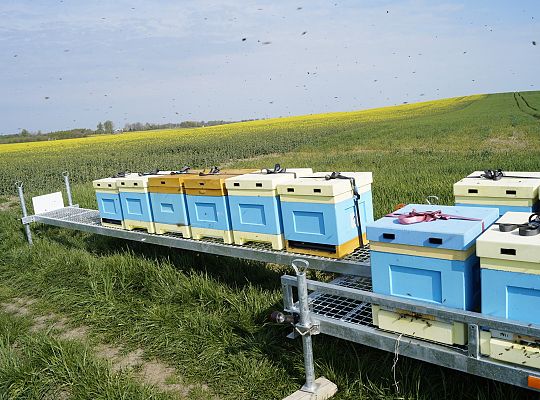 Wędrówka na pożytki