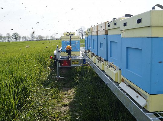 Wędrówka na pożytki