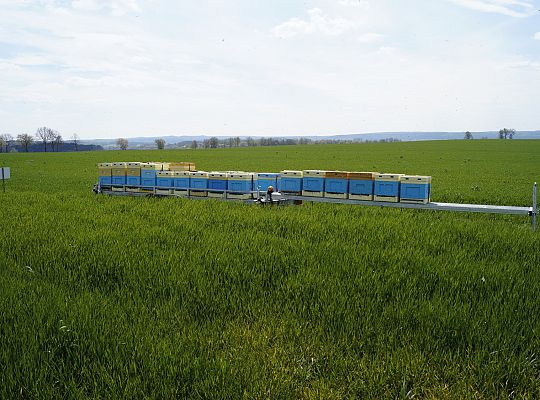 Wędrówka na pożytki